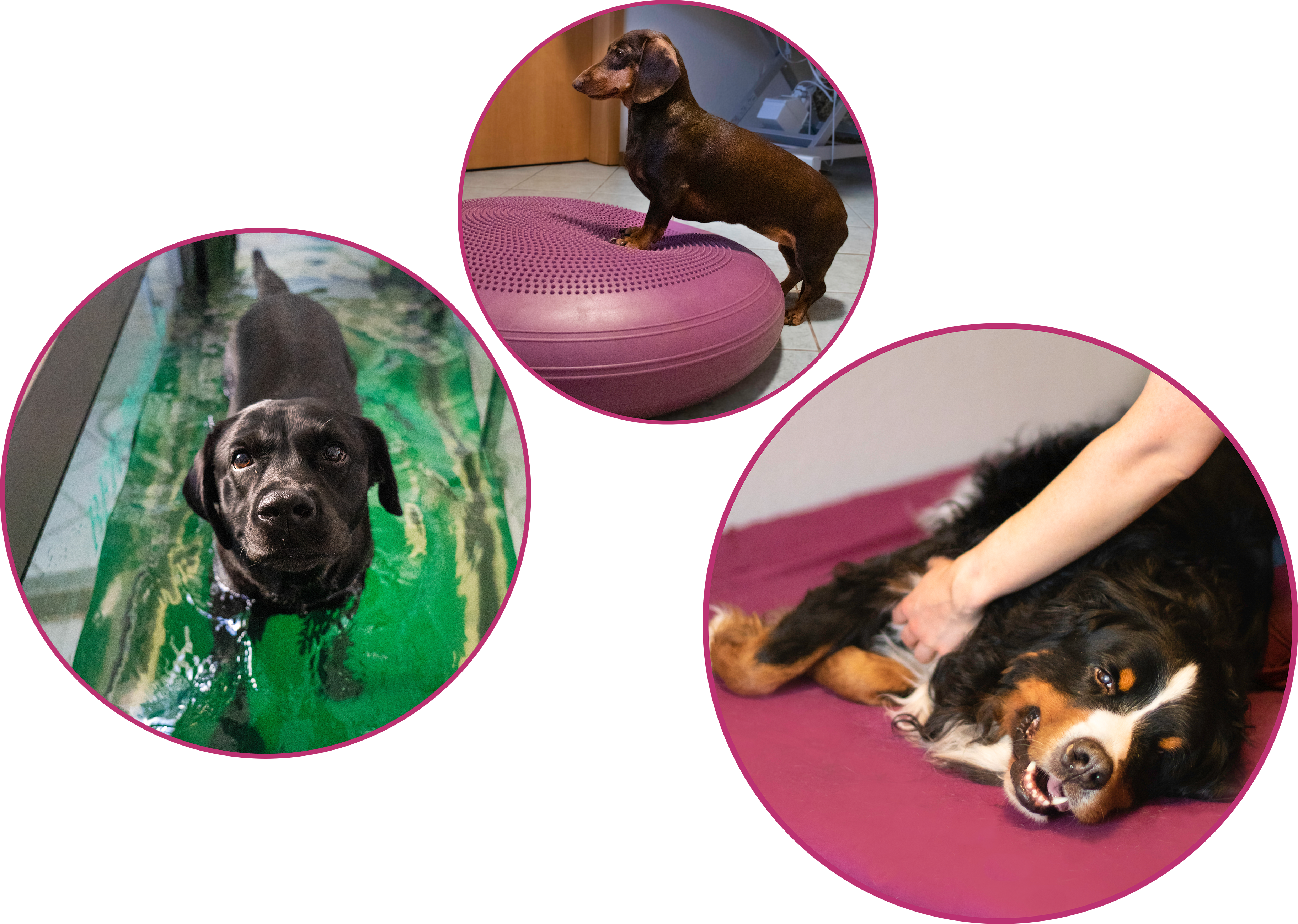 Physiotherapie für Hunde Hannover